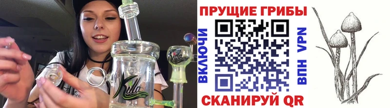 Псилоцибиновые грибы Cubensis Кувшиново